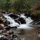 The Black Wood of Rannoch