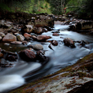 The Black wood of Rannoch