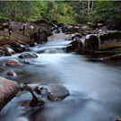 The Black wood of Rannoch