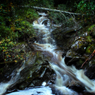 The Black Wood of Rannoch