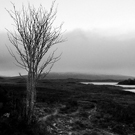 Applecross Tree